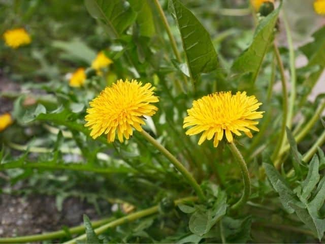 dandelion playdough recipe