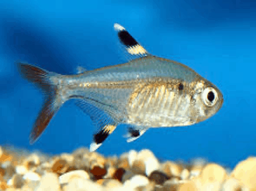 Amazing Facts about X-Ray Tetras | OneKindPlanet Animal Education