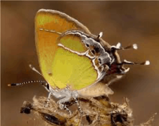 Xami Hairstreak (Callophrys xami)