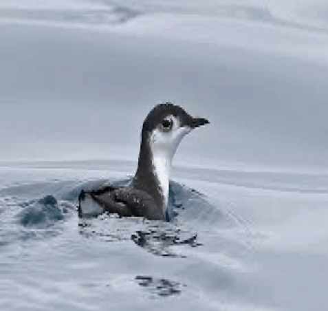 File:Guadalupe murrelet.jpg - Wikimedia Commons