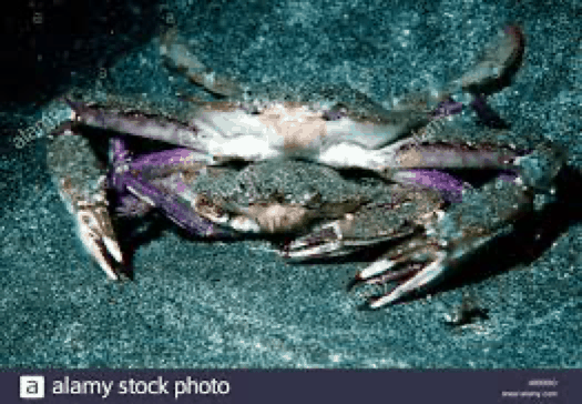 Xantus swimming crab Portunus xantusii A mating pair is shown here Stock  Photo - Alamy