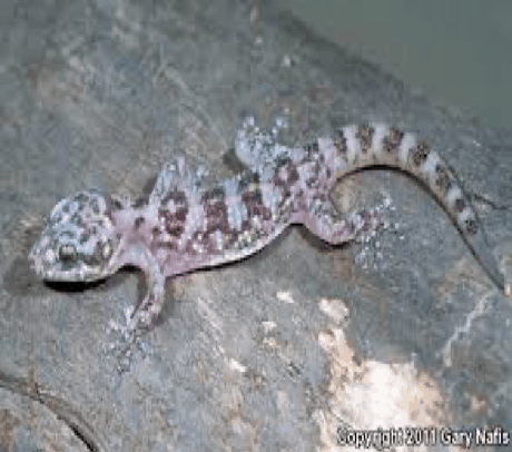 Xantus Leaf-toed Gecko (Phyllodactylus xanti)