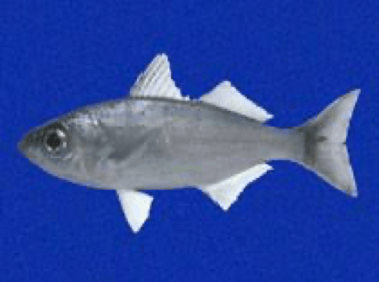 Xenichthys agassizii