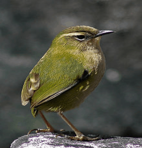 NZ rock wren on rock.jpg