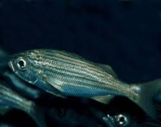 Xenistius californiensis image