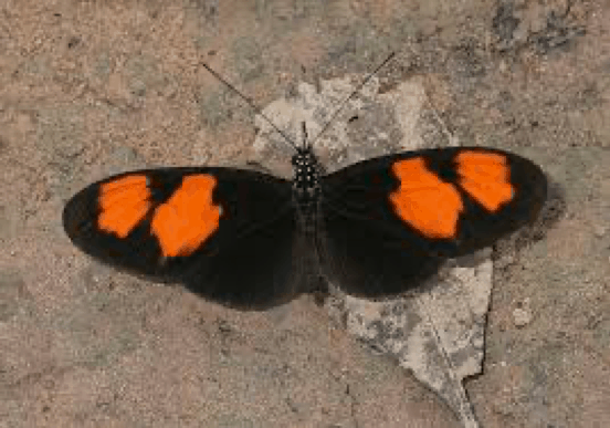 Butterflies of Amazonia - Heliconius melpomene