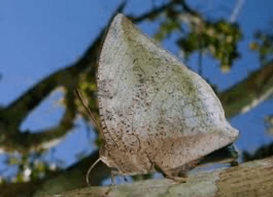 Xenocrates Leafwing (Polygrapha xenocrates)