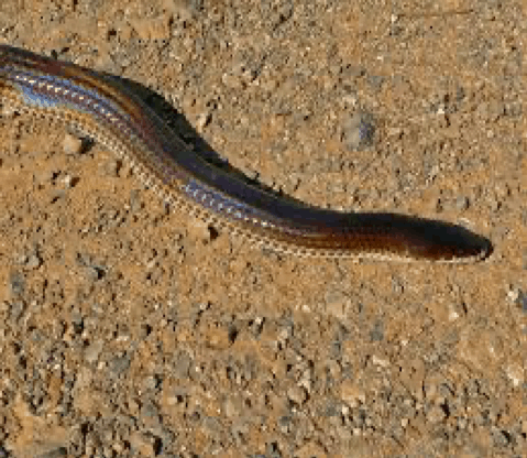 File:Sunbeam Snake (Xenopeltis unicolor) (7109771205).jpg - Wikimedia  Commons