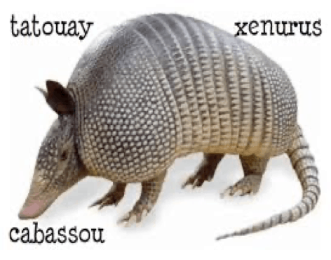 tatouay, xenurus, cabassou | Parlance de Fer