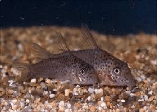 Xingu corydoras (Corydoras xinguensis)