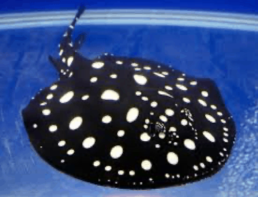 Polka Dot Ray | Sea creatures, Water animals, Sea animals