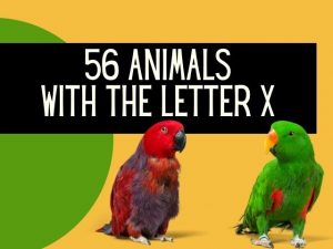 animals with letter x