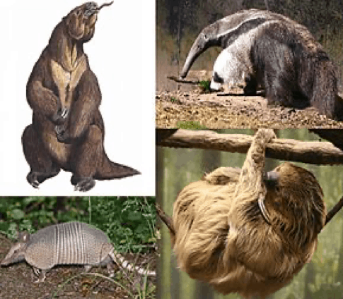 Xenarthra.jpg