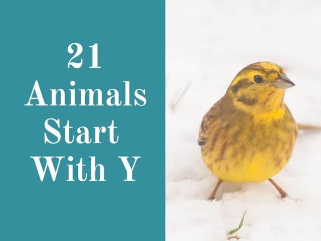 animals  that start with Y