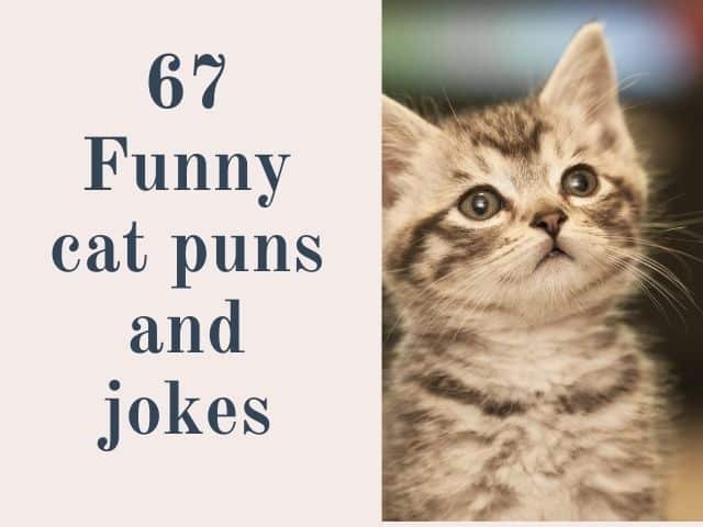 67 purrfect cat puns and jokes - Kids n Clicks