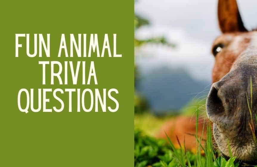 animal trivia questions