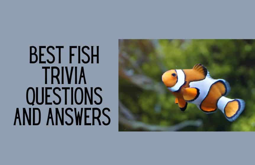 Best fish trivia questions and answers for kids and adults - Kids n Clicks