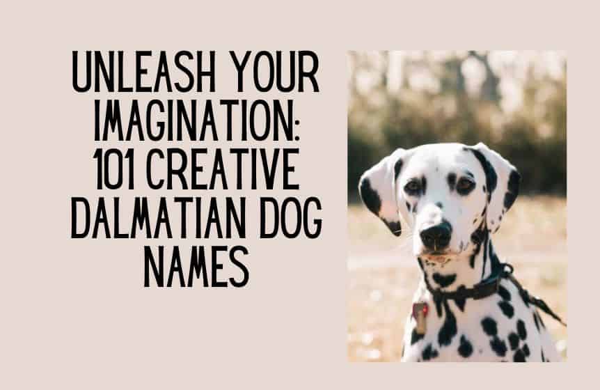 Unleash Your Imagination 101 Creative Dalmatian dog names