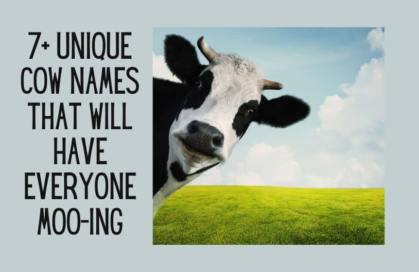 7+ Unique Cow Names That Will Have Everyone Moo-ing